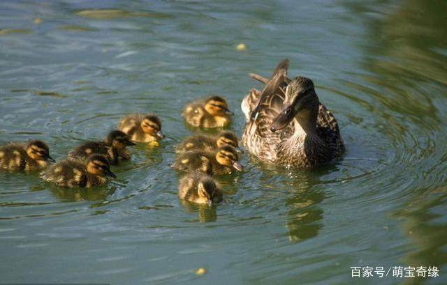 鸭妈妈带领自己的孩子去游泳,结果令人伤心 网友:鸭子还小呢